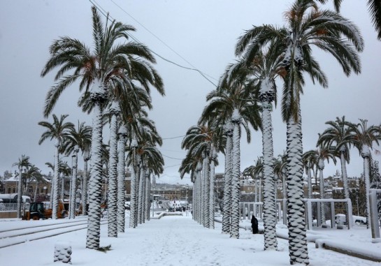 20150220 Snow covered palm trees in Jerusalem near the old city
